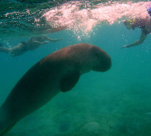 Ja, es gibt sie, die Seekuh in der Bucht.