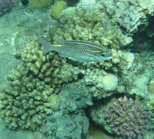 Schnorcheln Marsa Alam