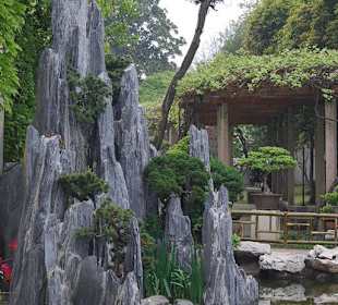 Die Bonsai-Bäumchen