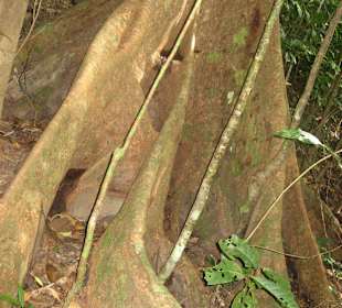 Wurzelbereich eines tropischen Baumriesen