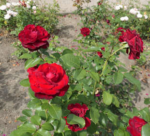 Unterwegs im Stadtgarten von Aachen
