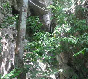 Teilweise viel Vegetation im Felsbereich