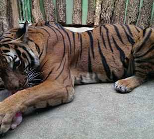 Sehr nah an den Tigern