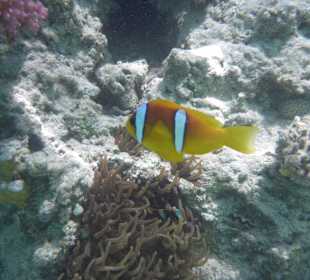 Schnorcheln Hausriff Beach Albatros Palace Resort Hurghada