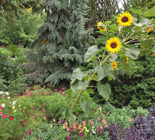 Sonnenblumen im Wind