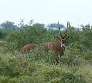 Spießbock im Tsavo Ost