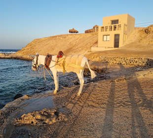 Reiten Marsa Alam