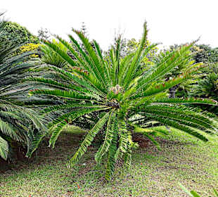 Botanischer Garten