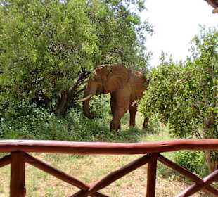 Elefant direkt hinter dem Zelt