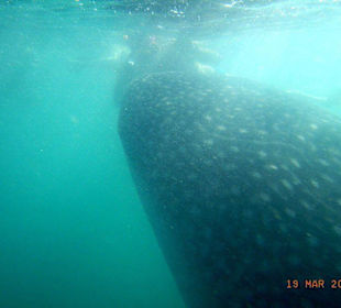 Walhai, Rhincodon Typus, Whaleshark