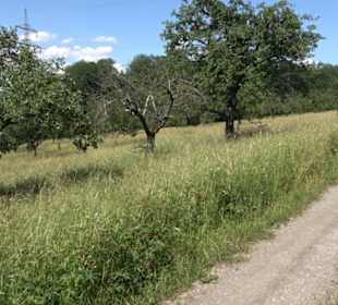 Eduard Lucas Musterobstgarten Mähringen