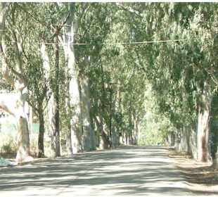 Eukalyptus-Allee in Georgioupolis