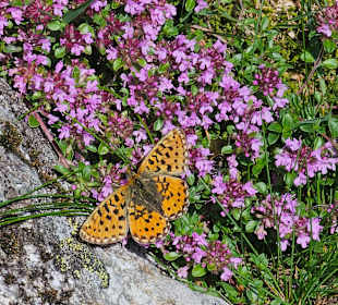 Wandern Haus im Ennstal