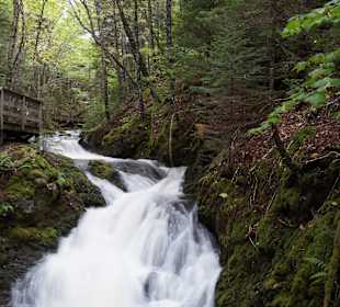 Boardwalk zu den Dickson Falls