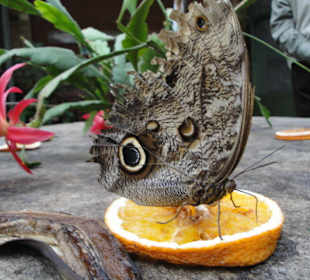 Motyl.
