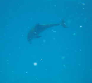 Delphinschwimmen mit Delfine & Meer Hurghada