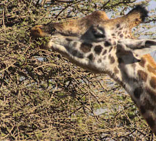Serengeti Nationalpark