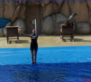 Vorführung Show der Seelöwen