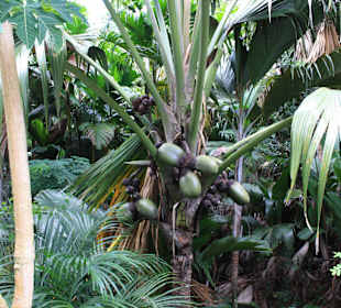 Coco de Mer verpackt am Baum