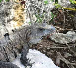 Leguan in Xel-Ha