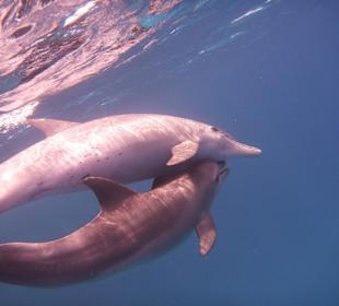 SolisTrip / Delfintour / Ägypten