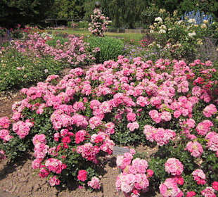 Rosengarten Zweibrücken