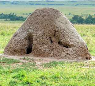 Wunderbare Gebilde in der Mara
