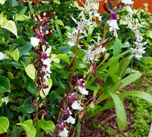 Orchideenvielfallt 