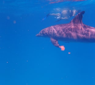 Erster Delfin früh morgens