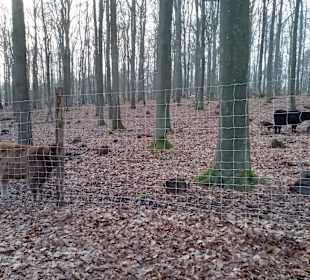 Wildpark Betzenberg in Kaiserslautern