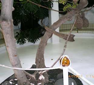 Feigenbaum mitten im Wohnraum