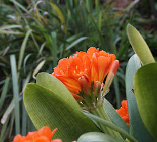 Anlage Planten un Blomen