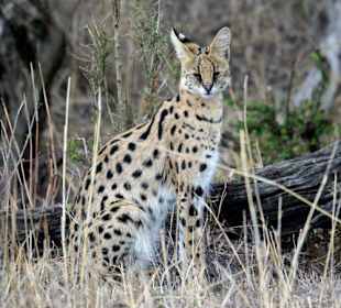 Serval in der Masai-Mara