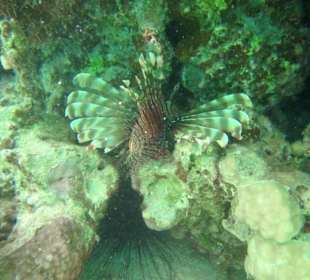 Feuerfisch im Korallenriff