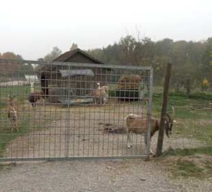 Erlebnisbauernhof und Wildgehege