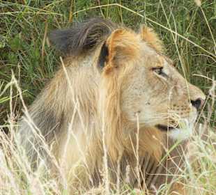 Ihre Majestät geniesst die Fotografen