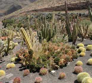 Kakteenpark