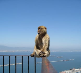 Gibraltar-Affen