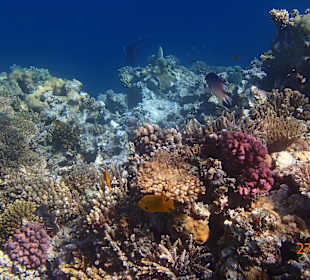 Korallen Riff mit Fisch