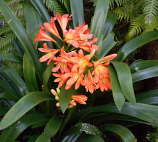Monte Palace Tropical Garden
