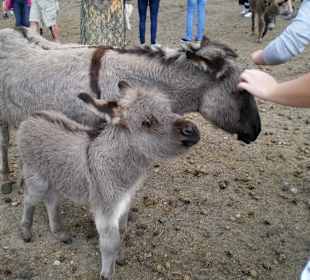 Eselmama und Eselbaby
