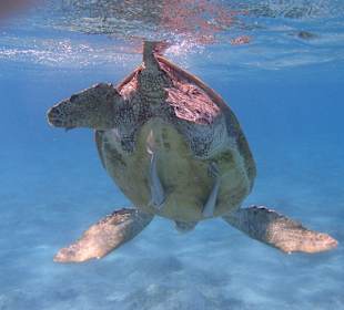 Schnorcheln mit Riesenschildkröte 