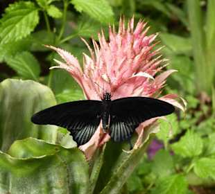 Schmetterlingspark von Benalmádena Mariposario 
