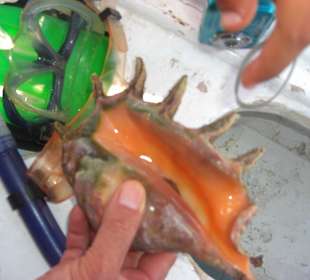 Beim Schnorcheln gefunden u.wieder frei gelassen