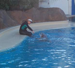 Delfine im Secret Garden