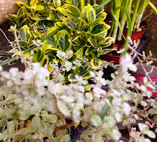 Rancisa Pet Shop and meeting point