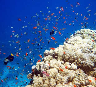 Schnorcheln Hausriff Gorgonia Beach