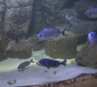 National Aquarium Malta