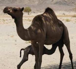 Wadi al Gamal (Kamelwüste)