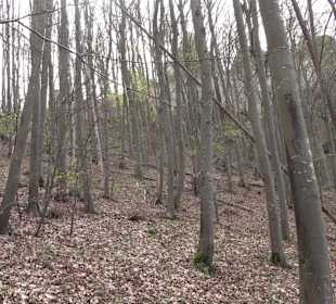 Wanderung rund um das Rusenschloss Gerhausen